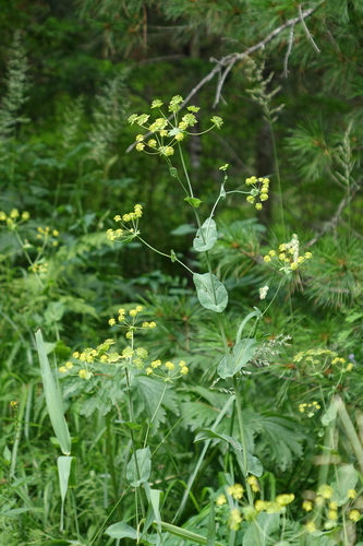 Bupleurum aureum, photograph 4
