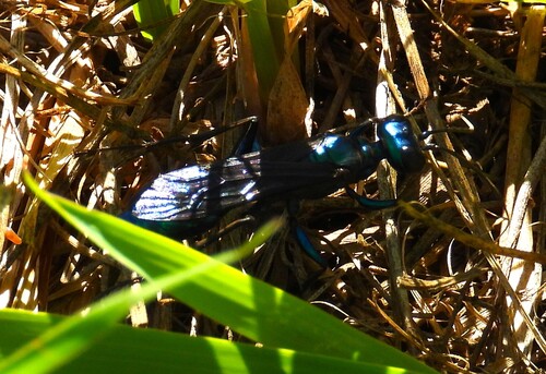 Steel-blue Cricket-hunter Wasp
