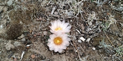 Thelocactus hexaedrophorus hexaedrophorus