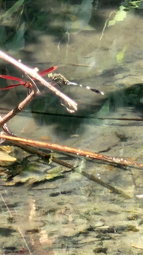 Slender Skimmer