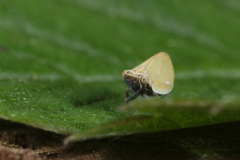 Scorlupella discolor