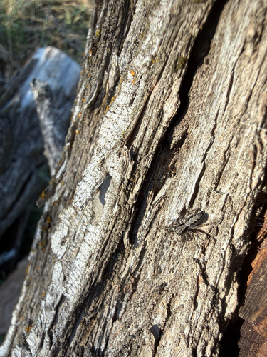 California Flattened Jumping Spider
