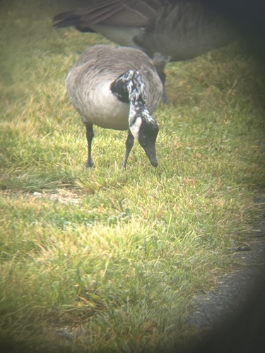 Canada Goose
