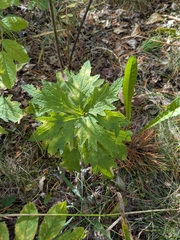 Petasites frigidus, photograph author not stated, no rights reserved