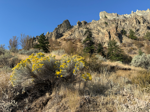 Rubber Rabbitbrush