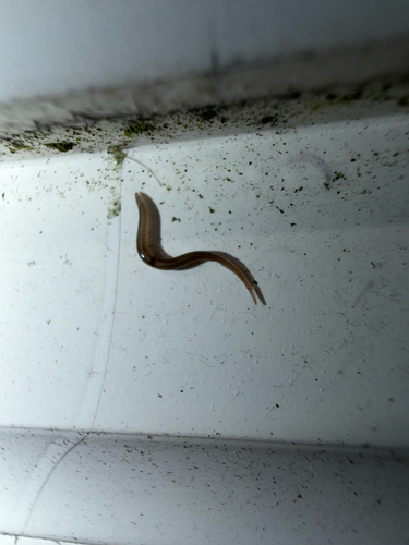 Snake-headed Flatworm