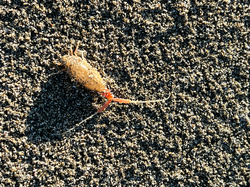 California Beach Flea