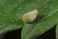 Scorlupella discolor