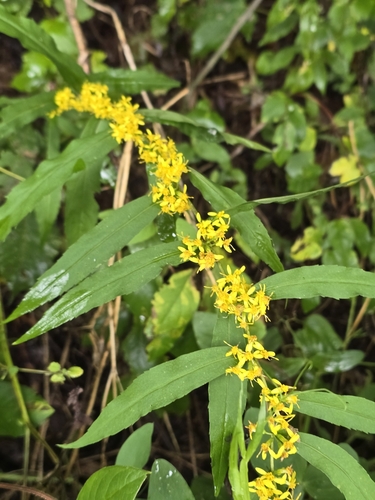 bluestem goldenrod