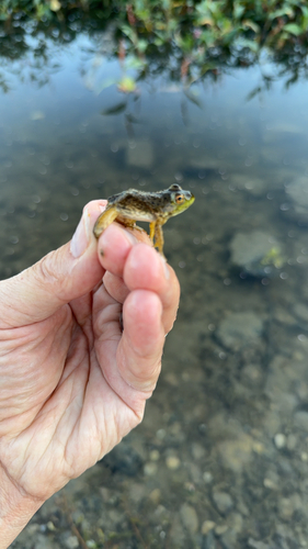 American Bullfrog