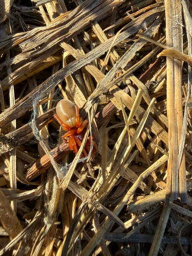 Woodlouse Spider