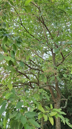 Syzygium polyanthum observed 2026-09-21