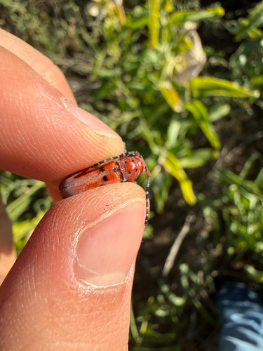 Red-femured Milkweed Borer