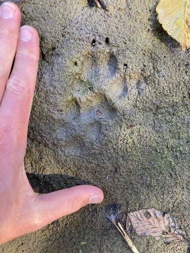 Coyote