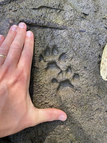 Bobcat