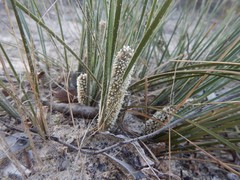 Lomandra leucocephala