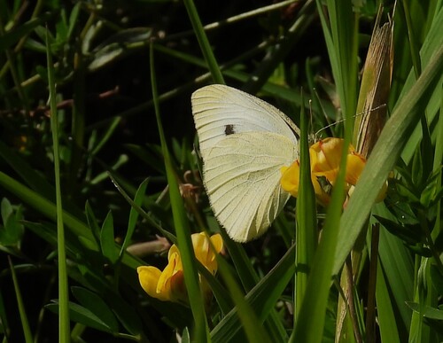 Small White
