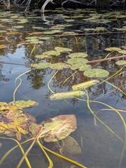 Nuphar variegata, photograph author not stated, no rights reserved