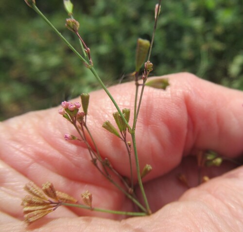 Boerhavia erecta, photograph 6