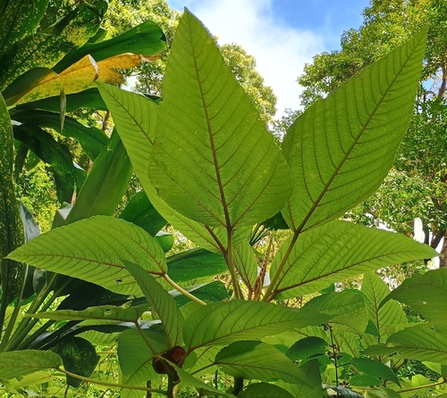 Touchardia latifolia observed 2026-09-20