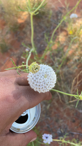 Trachymene glaucifolia, 2026-09-16