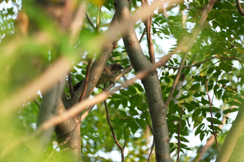 Masked Laughingthrush