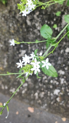 wild leadwort