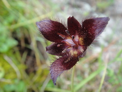 Calochortus occidentalis