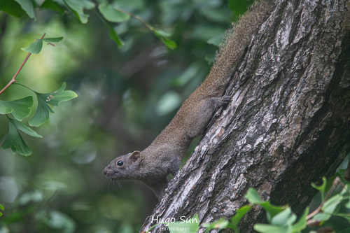 Pallas' Squirrel