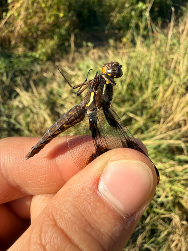 Twelve-spotted Skimmer