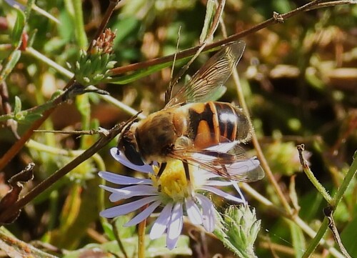 Common Drone Fly