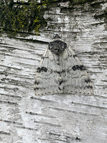 White Underwing