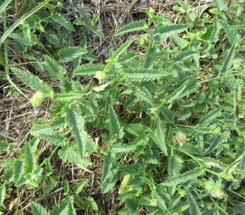 Tragia ramosa, photograph 2