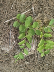Jacquemontia sandwicensis