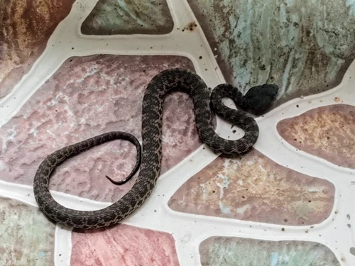 Mangrove Viper