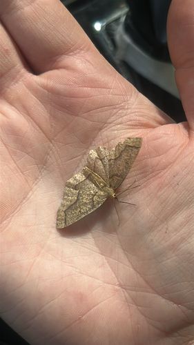Hemlock Looper Moth