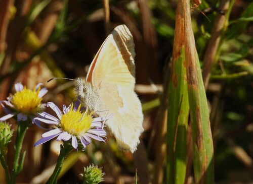 Common Ringlet