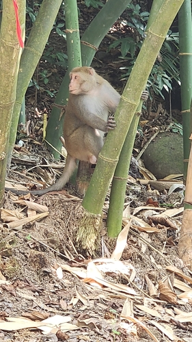 Formosan Rock Macaque