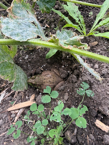 Green Frog