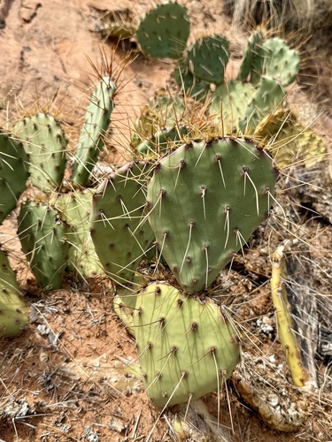 Opuntia phaeacantha, photograph 3