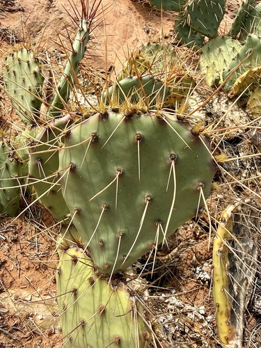 Opuntia phaeacantha, photograph 2