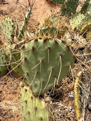 author not stated, no rights reserved Opuntia phaeacantha, photograph author not stated, no rights reserved