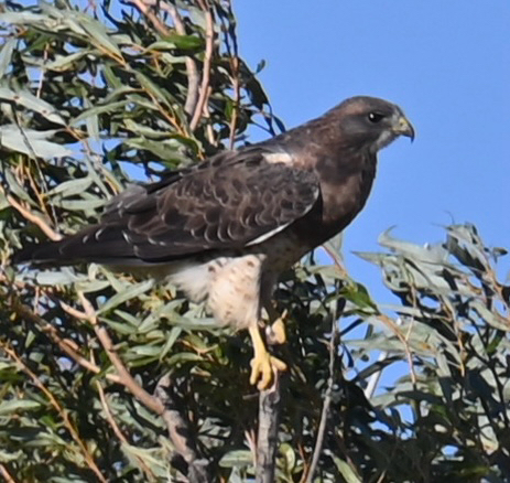 Swainson's Hawk