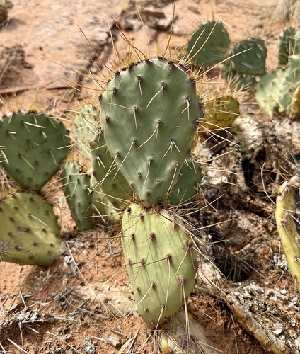 Opuntia phaeacantha, photograph 4