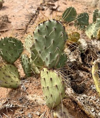 author not stated, no rights reserved Opuntia phaeacantha, photograph author not stated, no rights reserved