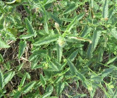 Tragia ramosa, photograph (c) Linda Jo Conn, some rights reserved (CC BY)