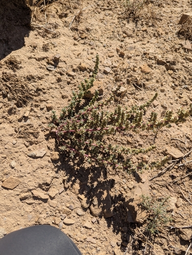 Halogeton glomeratus