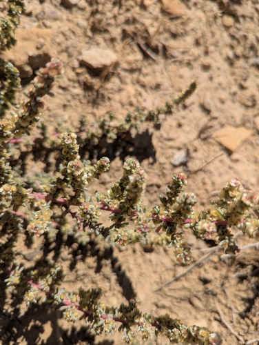 Halogeton glomeratus, photograph 2