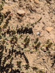 (c) Eric Watts, some rights reserved (CC BY) Halogeton glomeratus, photograph (c) Eric Watts, some rights reserved (CC BY)