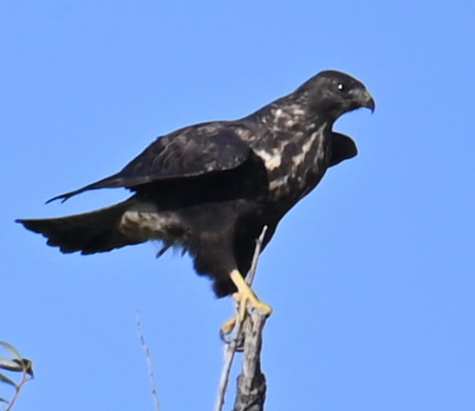 Swainson's Hawk
